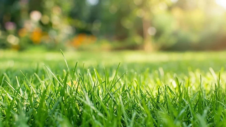 herbe verte