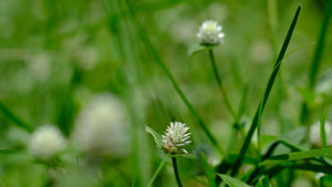 mauvaises herbes
