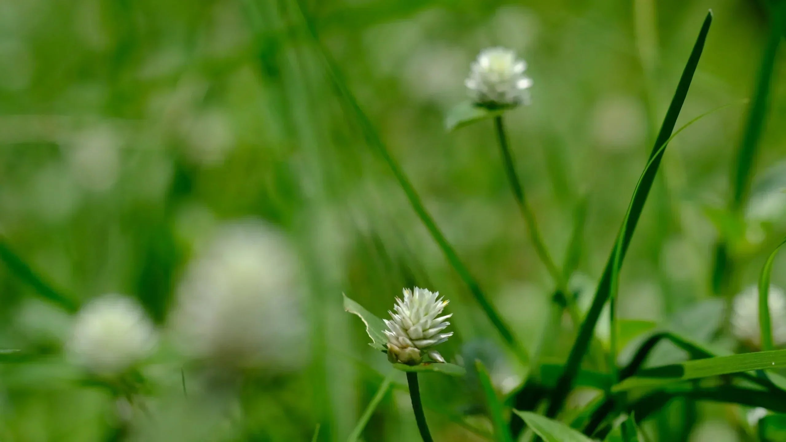 mauvaises herbes