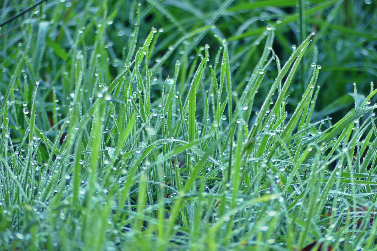 herbe mouillée