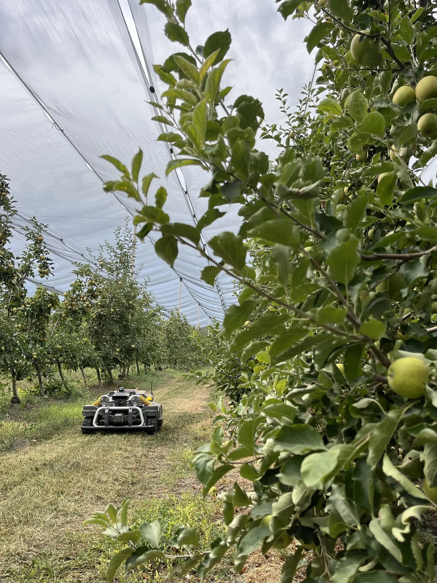 Maston dans le verger de Botta Farms