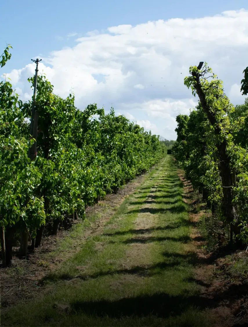 Paysage de vignoble